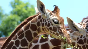 Giraffe calf Wilfred eating browse on a sunny day at Whipsnade Zoo