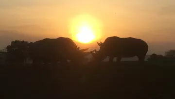 Two rhinos at sunset at Whipsnade Zoo