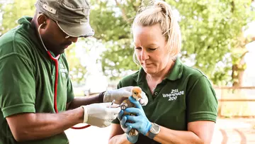 A red-crowned crane chick is checked over by two vets