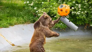 European brown bear Mana in the pool playing with an orange ball