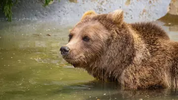 European brown bear Minnie in the pool at Whipsnade Zoo