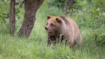 European brown bear Cinderella in the long grass with trees in the background at Whipsnade Zoo