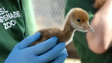 A red-crowned crane being held by a vet wearing blue gloves