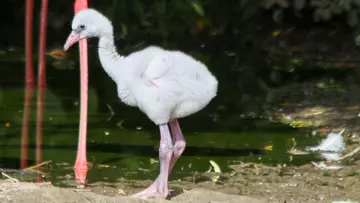 A fluffy grey flamingo chick at Whipsnade Zoo