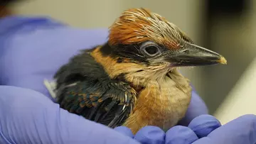 A sihek chick in a keeper's hand