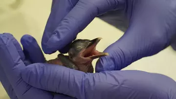 A sihek chick in a keeper's hand