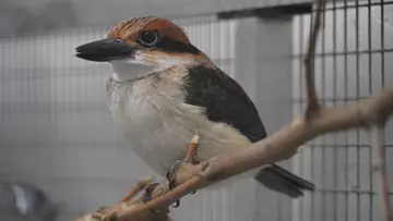 A sihek perching on a branch