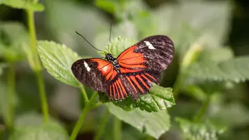 A butterfly on a leaf at Whipsnade Zoo