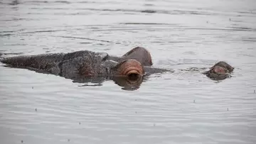 A hippo in the pool on a rainy day