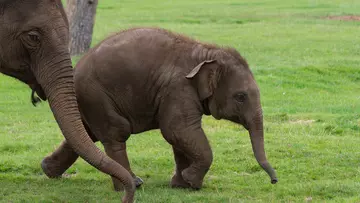 Asian elephants Elizabeth and Nang Phaya running in their grassy paddock