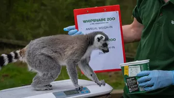 Endangered Ring-tailed lemur ‘Quaker’ 2.5kg with keeper Mark Wallington