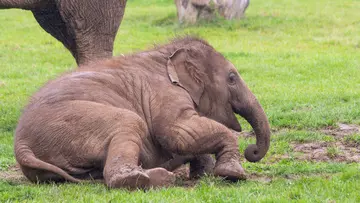 Elephant calf Nang Phaya rolling in the grassy paddock at Whipsnade Zoo
