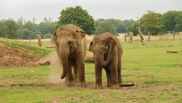 Two elephants at Whipsnade Zoo in their grassy paddock