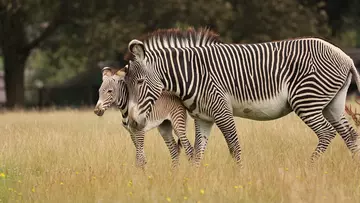 Zebra foal Zinabi and mum Henna in their paddock