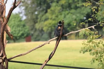 Francois langur 'Citrus' and Mum Lee Lee sitting on a branch at Whipsnade Zoo