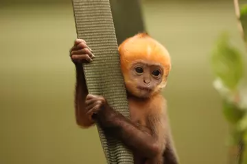 Endangered Francois langur baby hugging a strap