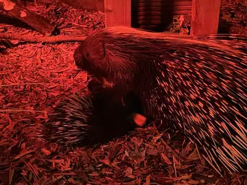 Baby procupine and Mum Kimya at night at Whipsnade Zoo