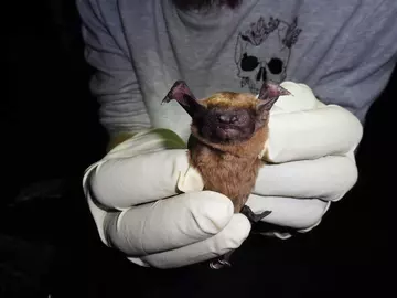 Tiny brown fluffy bat held in two  gloved hands