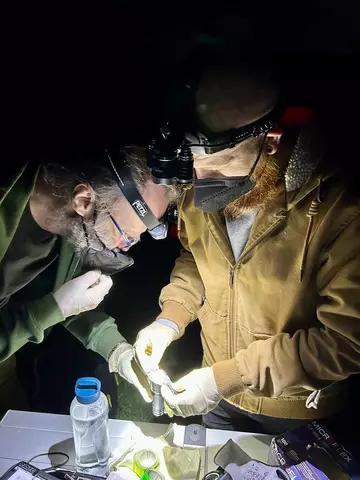 Two men looking down at small bat with spotlights on their heads