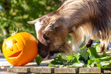 Pygmy goat pushes over carved pumpkin with nose and head
