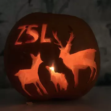 A carved pumpkin with forest animals