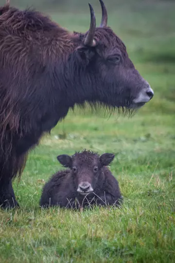 Baby yak lying on the grass looking straight ahead at camera