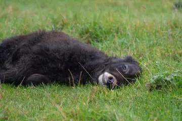 Baby yaks naps in the long grass, lying on left side