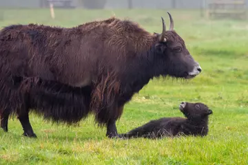 Baby yak turns head to look up at mother, while lying in the grass