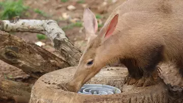 An aardvark eating out of a feeder bowl
