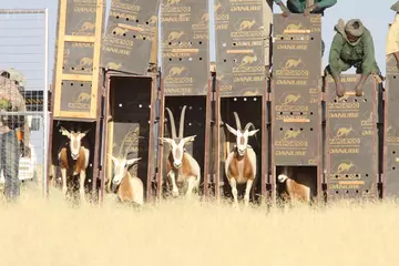 Antelope venturing out of boxes into long sun bleached grass in the wild
