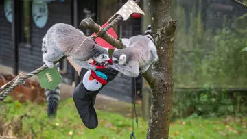 Two lemurs looking into a Christmas stocking at Whipsnade Zoo