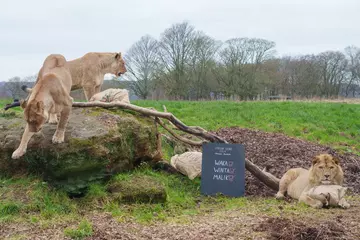 African lions Malik Winta and Waka are counted at Whipsnade Zoo 