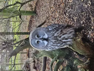 Great gray owl at Whipsnade Zoo
