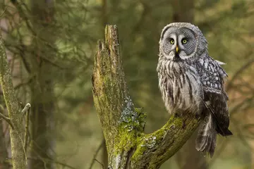 Great gray owl perched in forest
