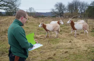 Scimitar horned oryx are counted at Whipsnade Zoo by Zookeeper