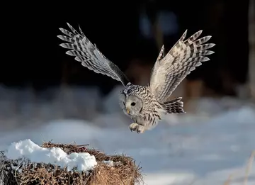 Ural owl flying