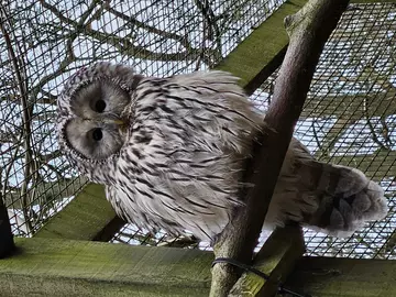Ural owl at Whipsnade Zoo