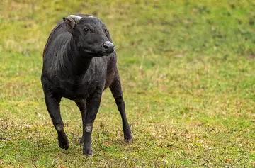 Lowland anoa, the smallest cattle species, in a field