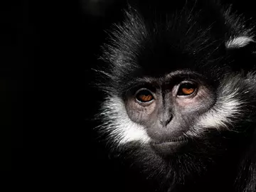 François’s Langur potrait shot