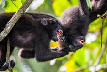 Sulawesi crested macaque fighting each other and showing teeth to communicate