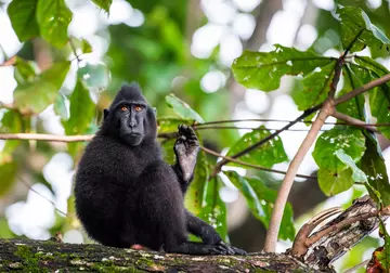 Sulawesi crested macaque, otherwise known as a Celebes crested macaque