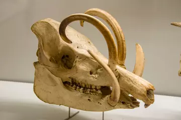 Babirusa skull, tusks growing out through skull.