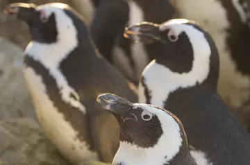 3 African Penguins staring to the left