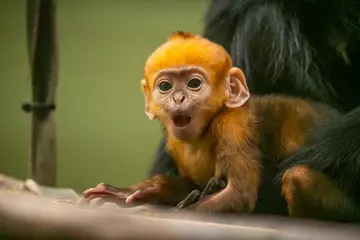 Baby francois langur at Whipsnade Zoo