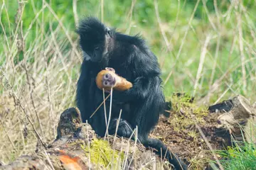 Lulu and Jinfo - Francois' langurs at Whipsnade Zoo