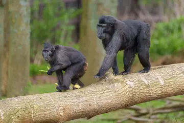 Sulawesi crested macaques at Monkey Forest