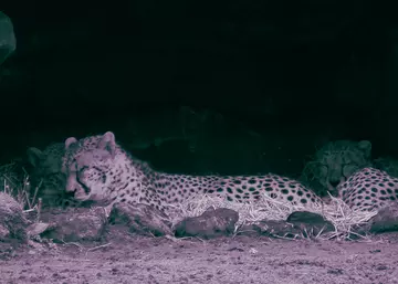 Cheetahs at their dens at night at Whipsnade Zoo