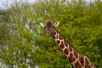 Giraffe at Whipsnade zoo