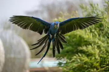 Hyacinth macaw at Whipsnade Zoo's Birds of the world show