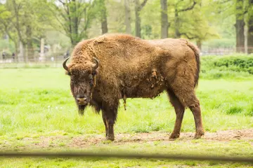 Whipsnade Zoo Bison